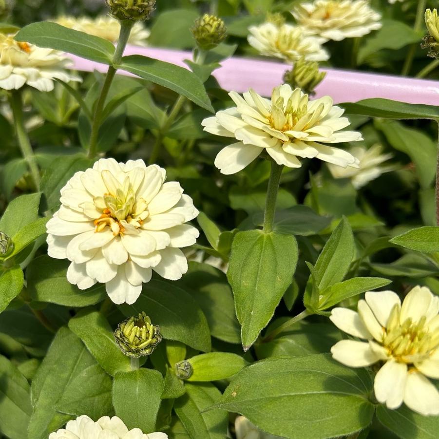 Zinnia Zydeco White