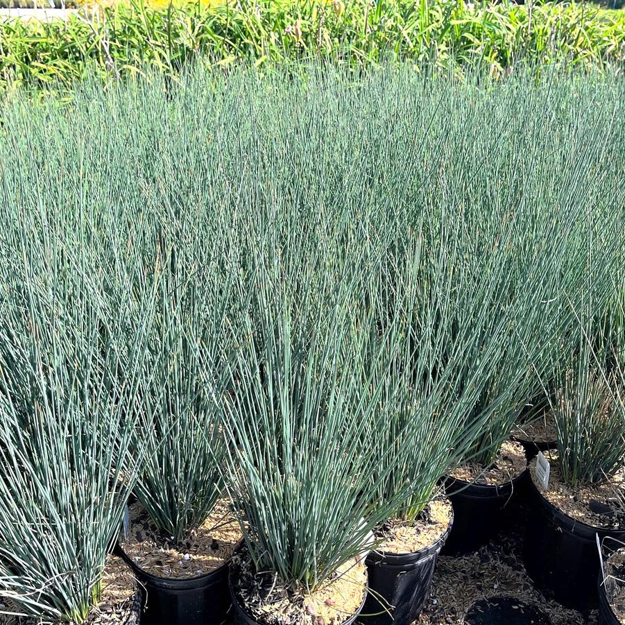 Juncus Color Grass 'Blue Dart' - from Babikow Wholesale Nursery