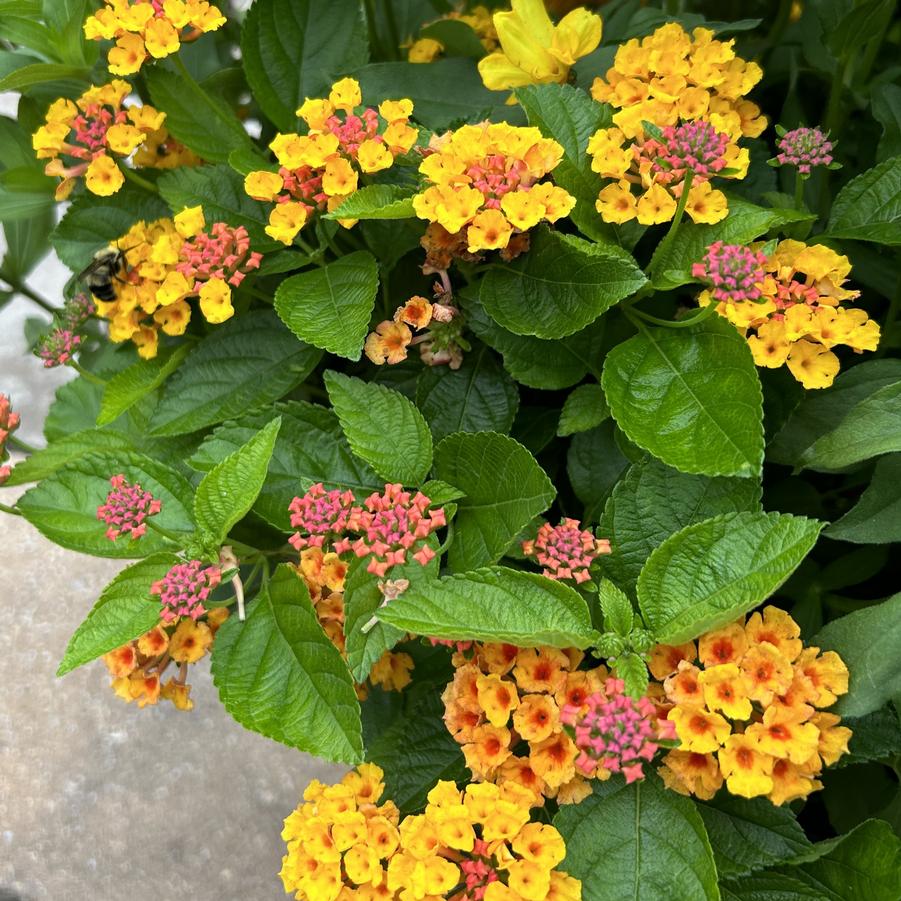 Lantana Gem Citrine