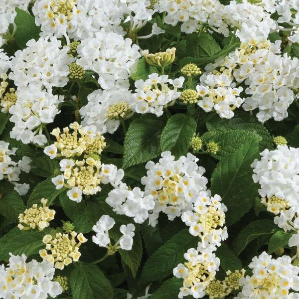 Lantana Gem Compact 'White Sapphire' - from Babikow