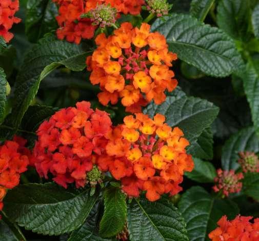 Lantana Gem Compact 'Orange Fire' - from Babikow