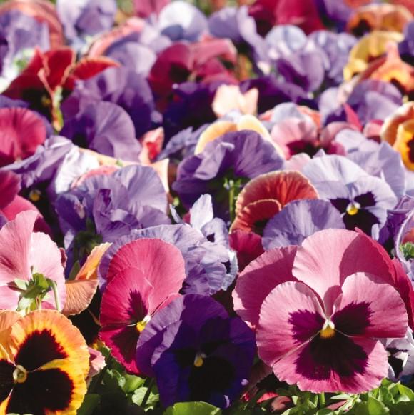 Pansy Matrix 'Coastal Sunrise Mix' - from Babikow