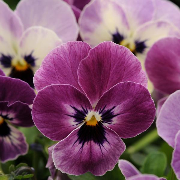 Viola Sorbet 'Raspberry XP' - from Babikow