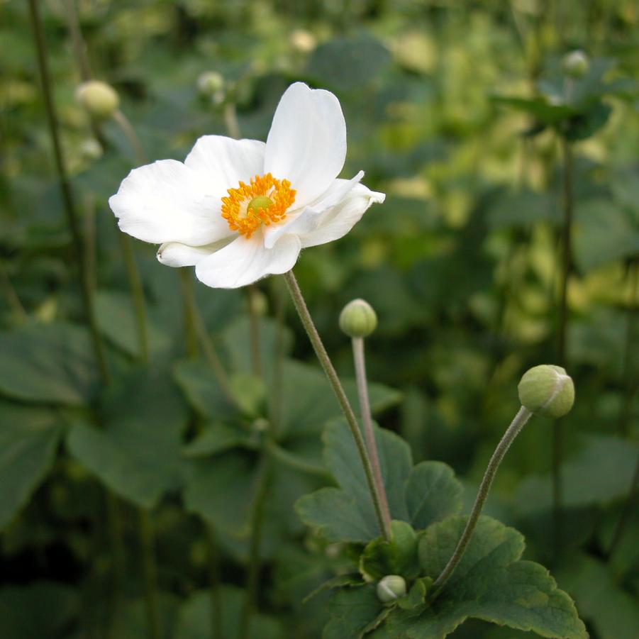 Anemone 'Andrea Atkinson' - Windflower from Babikow Wholesale Nursery