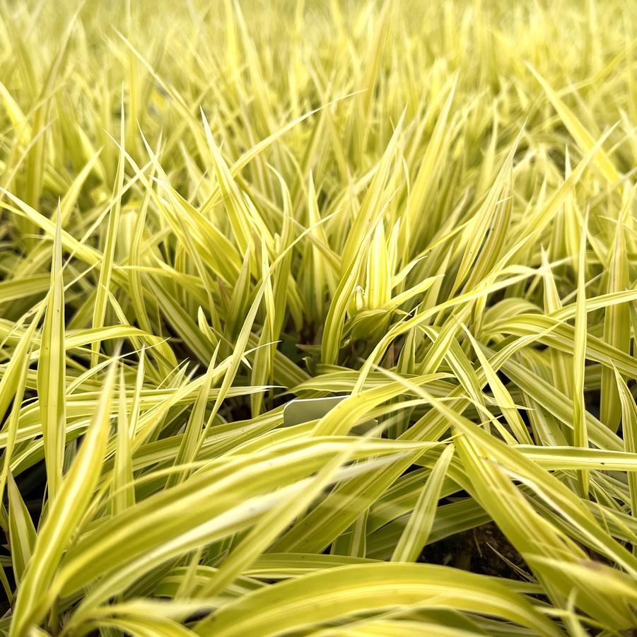 Hakonechloa 'HakBri1' Lemon Zest™ 'Lemon Zest' - Japanese Forest Grass from Babikow Wholesale Nursery