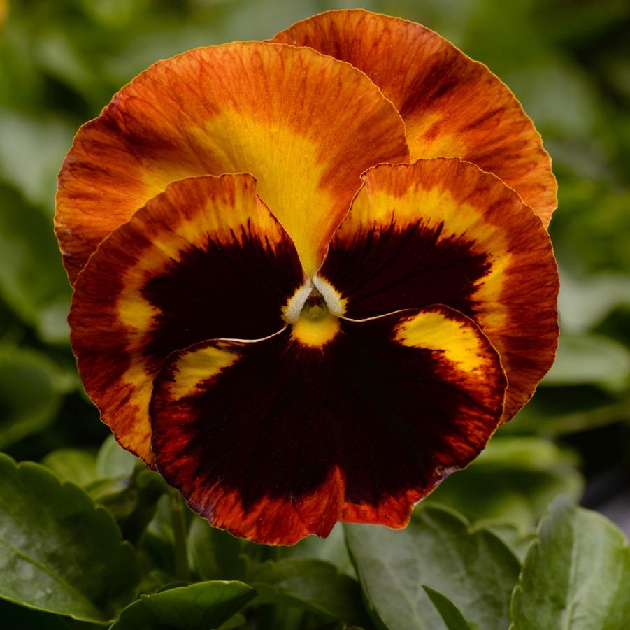 Pansy Matrix 'Solar Flare' - from Babikow Wholesale Nursery