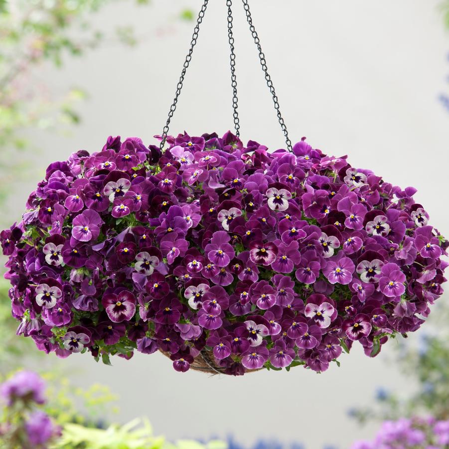 Pansy Cool Wave Hanging Basket 'Raspberry' - from Babikow Wholesale Nursery
