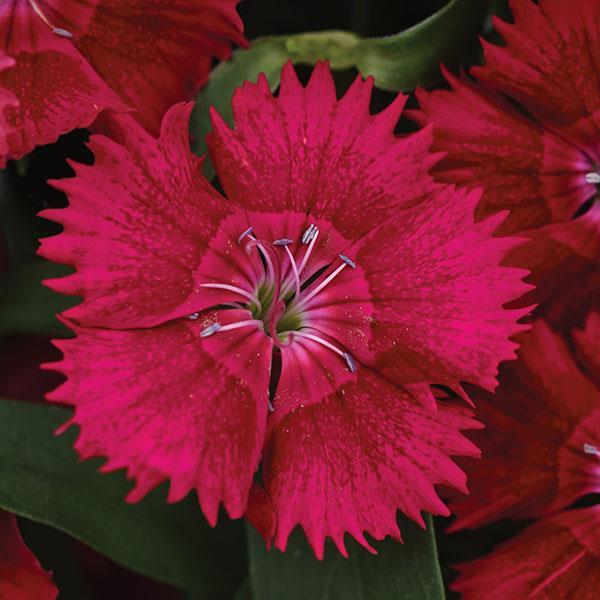 Dianthus Ideal Select 'Red' - from Babikow Wholesale Nursery