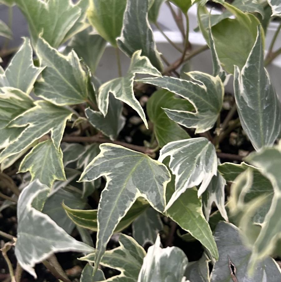 Hedera Helix 'Glacier' - Baltic Ivy from Babikow Wholesale Nursery