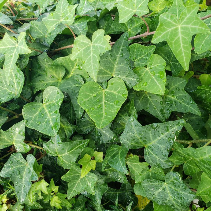 Hedera Helix 'Patrick' - from Babikow Wholesale Nursery