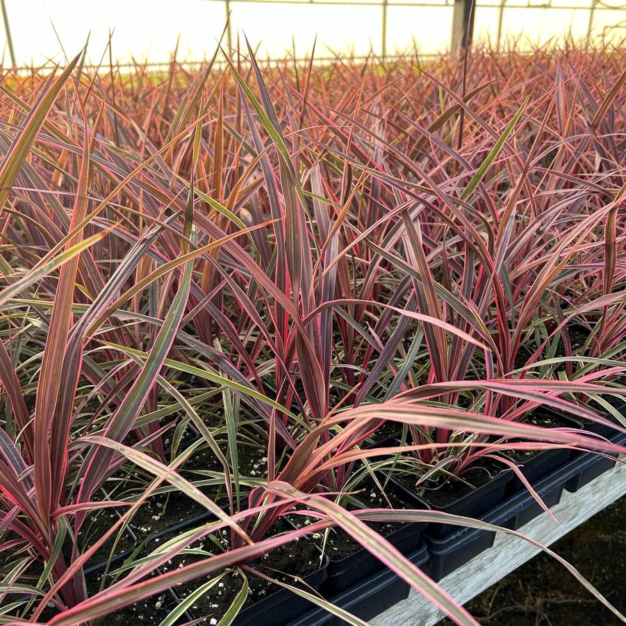 Cordyline 'Can Can' - from Babikow Wholesale Nursery
