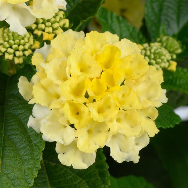 Lantana Gem 'Lemon Quartz' - from Babikow Wholesale Nursery