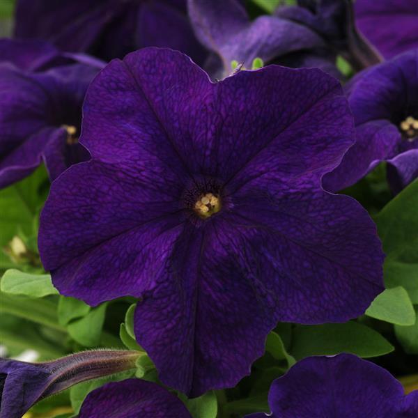 Petunia Pretty Grand 'Midnight' - from Babikow Wholesale Nursery