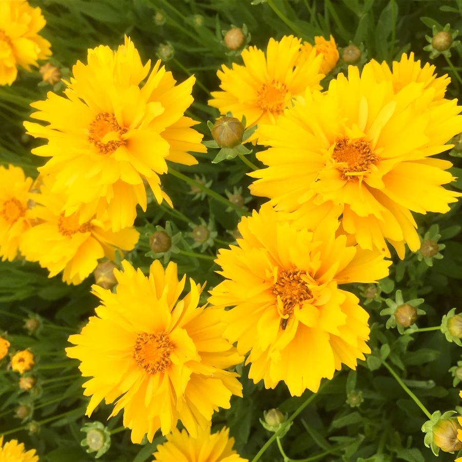 Coreopsis gra. 'Early Sunrise' - Tickseed from Babikow Wholesale Nursery