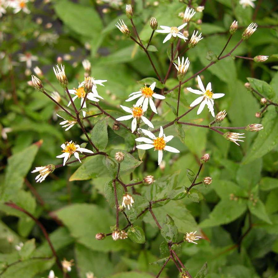 Aster div. 'Eastern Star' - White Wood Aster from Babikow