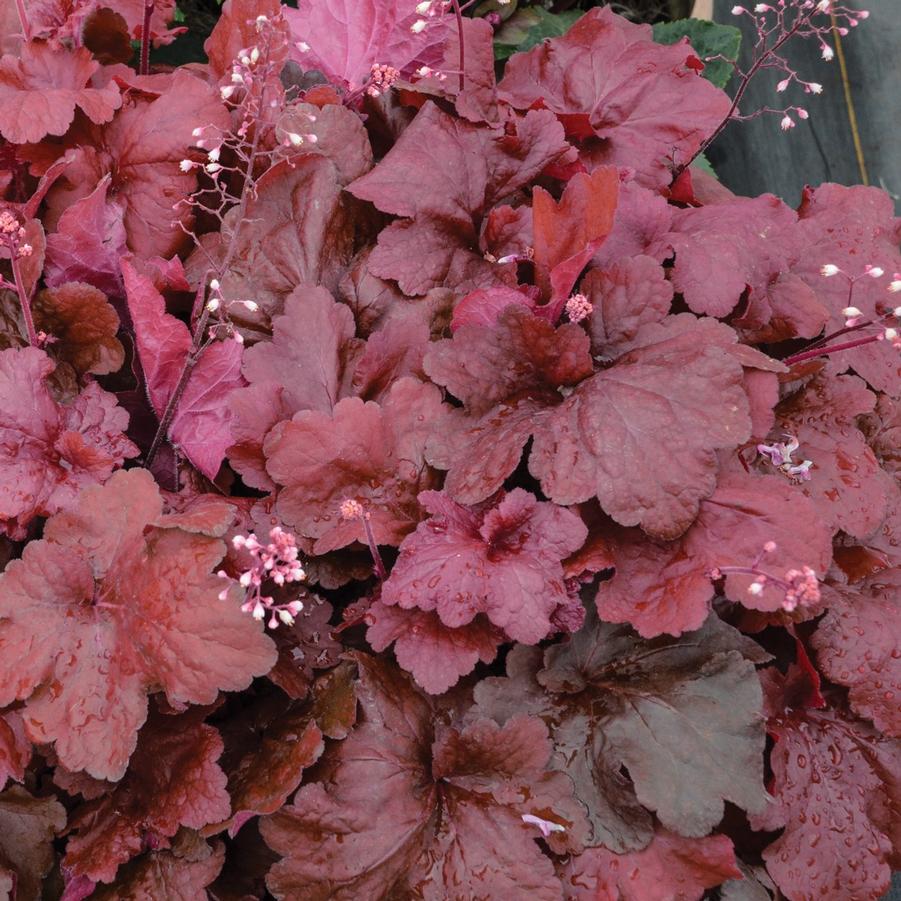 Heuchera x 'Fire Alarm' - from Babikow Wholesale Nursery