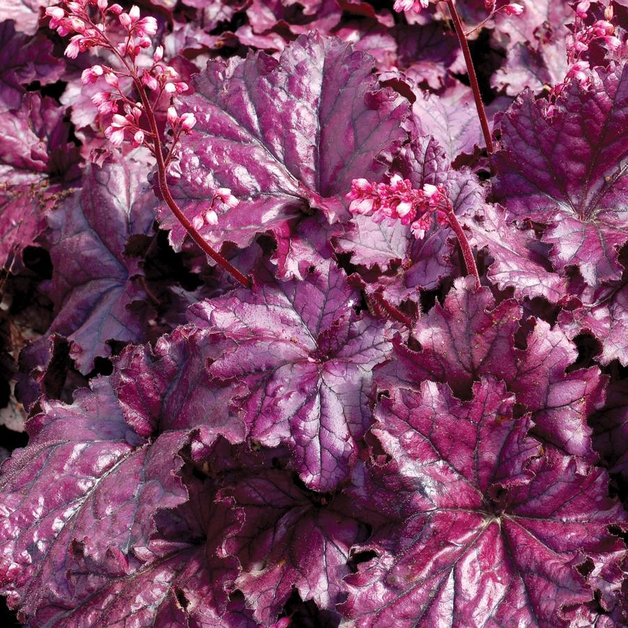 Heuchera x 'Forever® Purple' - Coral Bells from Babikow Wholesale Nursery