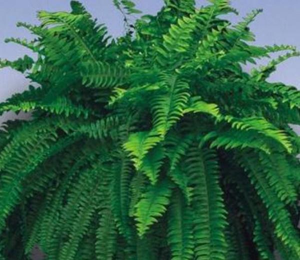 Nephrolepis exaltata 'Boston True Massii' - Boston Fern from Babikow Wholesale Nursery