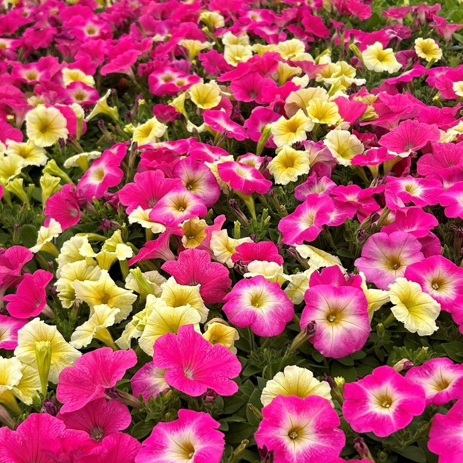 Petunia Easy Wave 'Sweet Taffy Mix' - from Babikow Wholesale Nursery