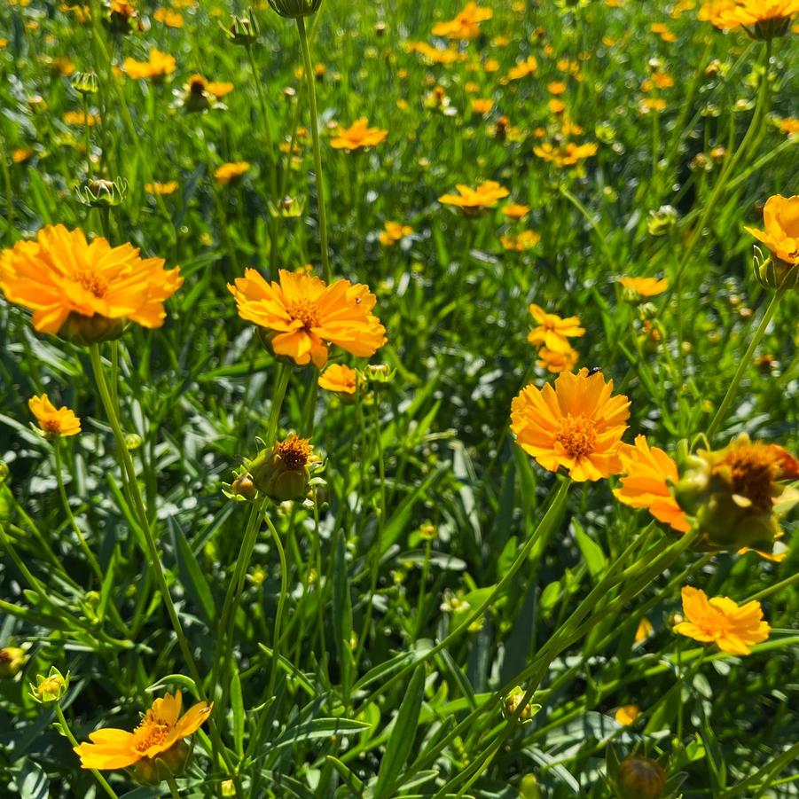 Coreopsis lanceolata - Lance-leaved Coreopsis from Babikow Wholesale Nursery