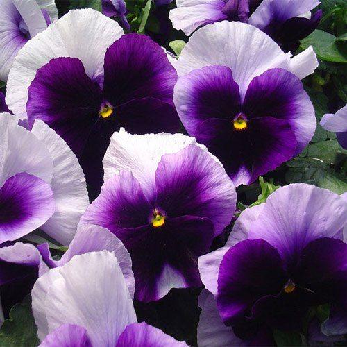 Pansy Matrix 'Beaconsfield' - from Babikow Wholesale Nursery