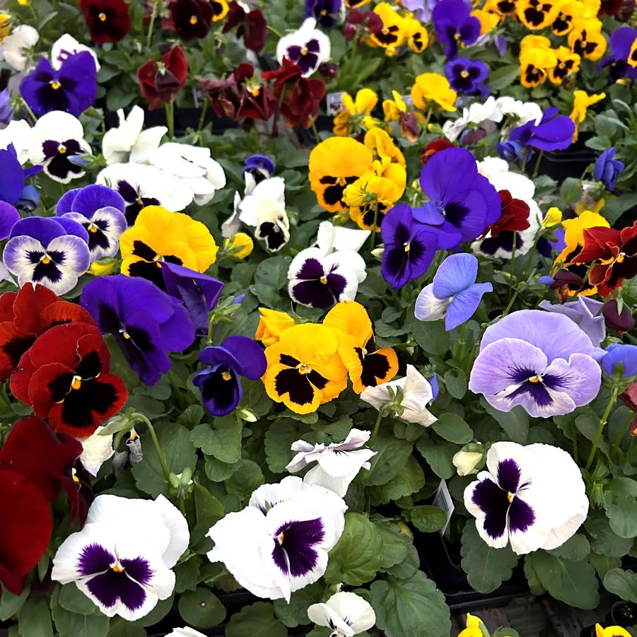 Pansy Matrix 'Blotch Mix' - from Babikow Wholesale Nursery