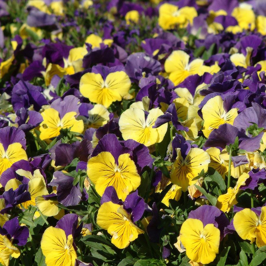 Pansy Matrix 'Morpheus' - from Babikow Wholesale Nursery