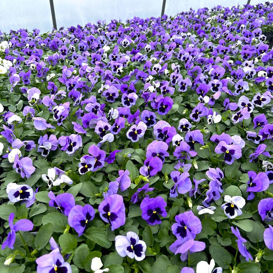 Pansy Matrix 'Ocean' - from Babikow Wholesale Nursery