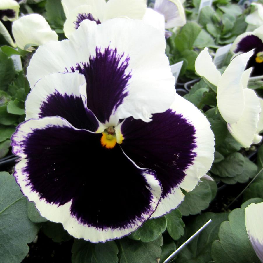 Pansy Matrix 'White Blotch' - from Babikow Wholesale Nursery