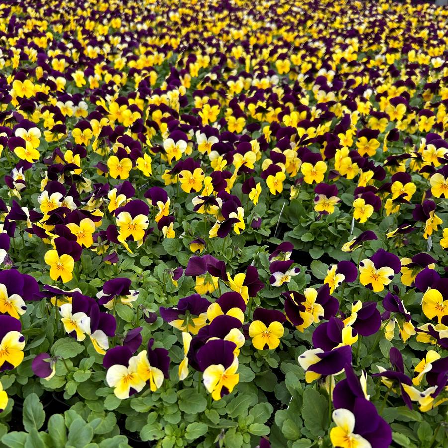 Viola Penny 'Yellow Jump-Up' - from Babikow Wholesale Nursery