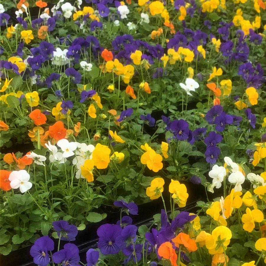 Viola Sorbet 'All Season Mix' - from Babikow Wholesale Nursery