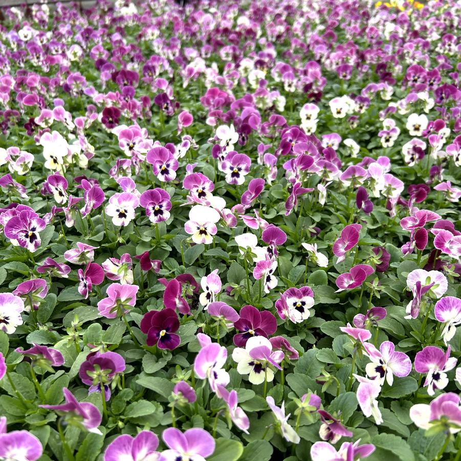 Viola Sorbet 'Raspberry XP' - from Babikow Wholesale Nursery