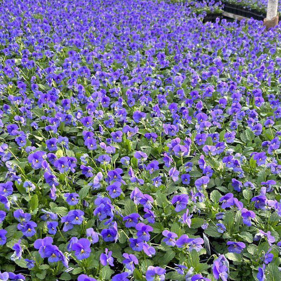 Viola Sorbet XP 'True Blue' - from Babikow Wholesale Nursery