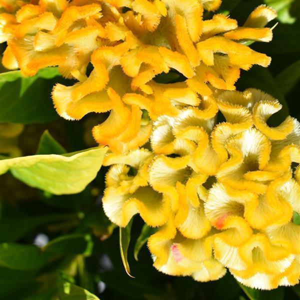 Celosia Twisted 'Yellow' - from Babikow Wholesale Nursery