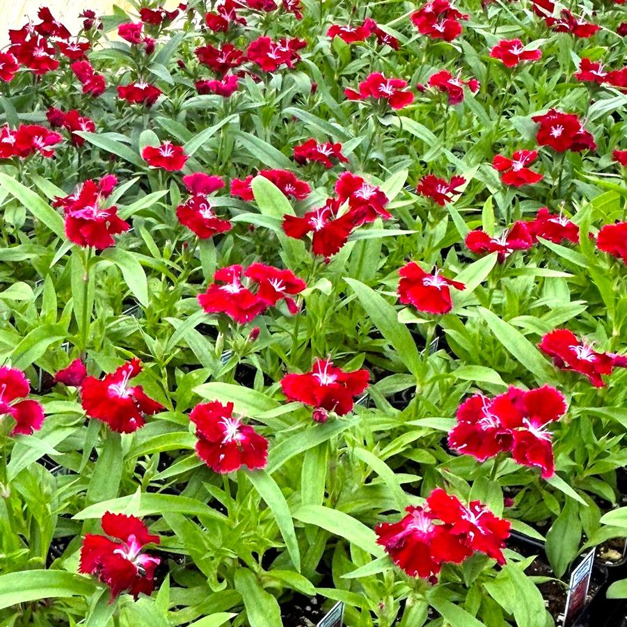 Dianthus Floral Lace 'Crimson' - from Babikow Wholesale Nursery