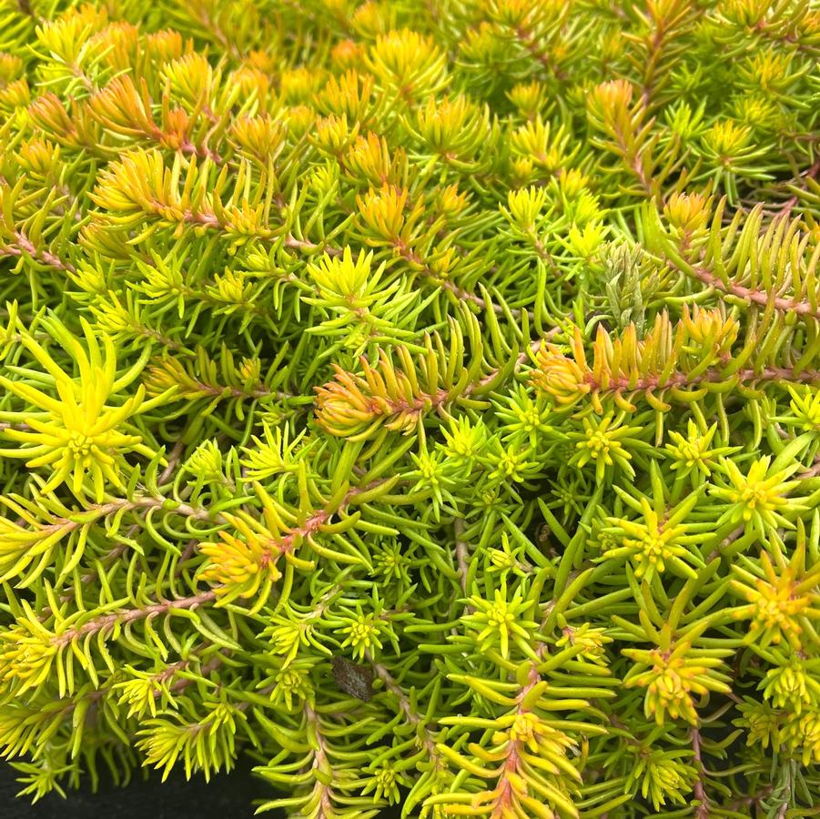 Sedum rup. 'Angelina' - Stonecrop from Babikow Wholesale Nursery