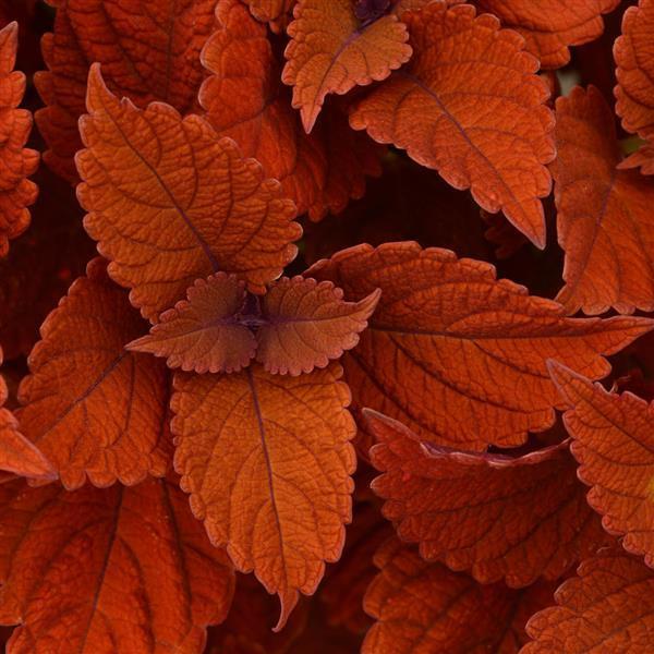Coleus ChargedUp 'Inferno' - from Babikow Wholesale Nursery
