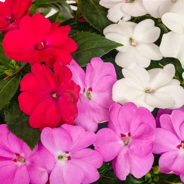 Impatiens SunPatiens Compact 'Boombox Boogie Mix' - from Babikow Wholesale Nursery