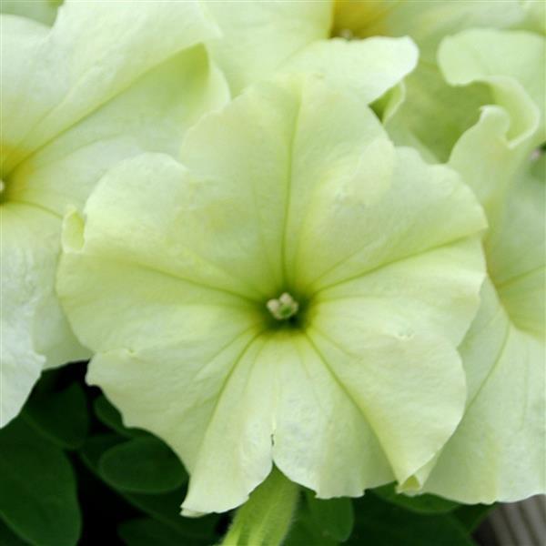 Petunia Pretty Flora 'Mello Yellow' - from Babikow Wholesale Nursery