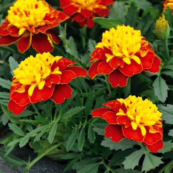 Marigold Super Hero 'Spry' - from Babikow Wholesale Nursery