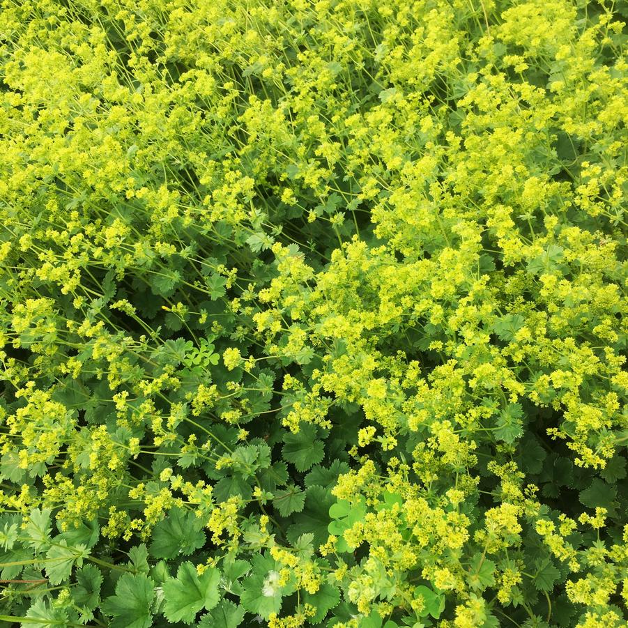 Alchemilla erythropoda - Dwarf Lady's Mantle from Babikow Wholesale Nursery