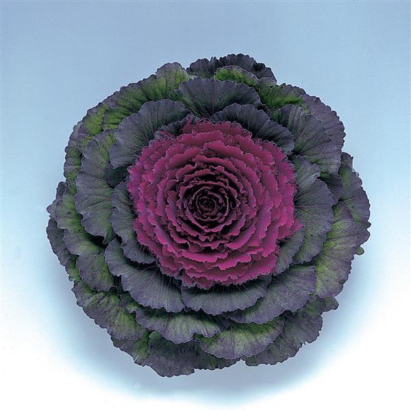 Kale Pigeon 'Purple' - Ornamental Kale from Babikow Wholesale Nursery