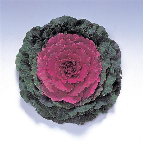 Kale Pigeon 'Red' - Ornamental Kale from Babikow Wholesale Nursery