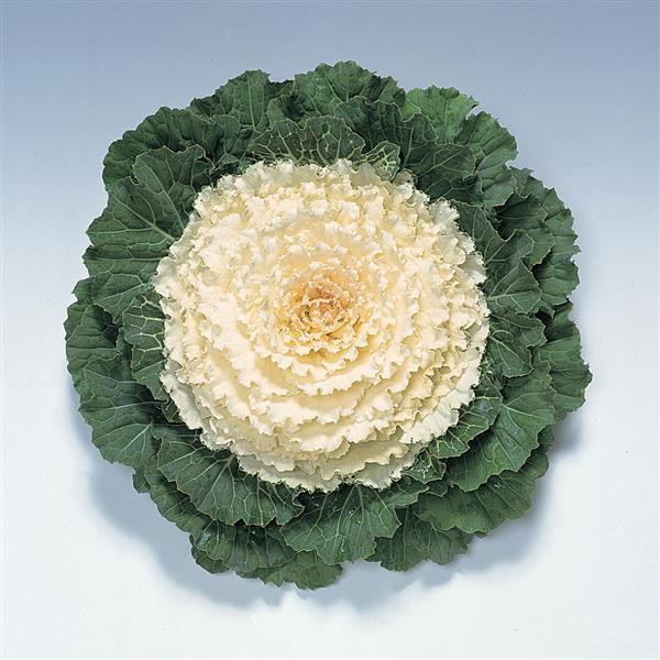 Kale Pigeon 'White' - from Babikow Wholesale Nursery