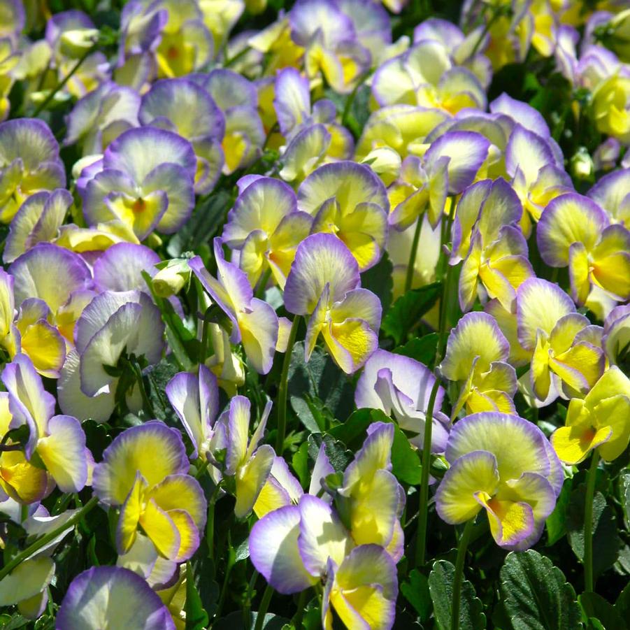 Viola 'Etain' - Violet from Babikow Wholesale Nursery