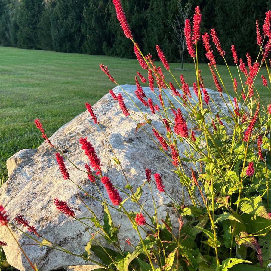 Persicaria amp. 'Firetail' - Fleeceflower from Babikow Wholesale Nursery