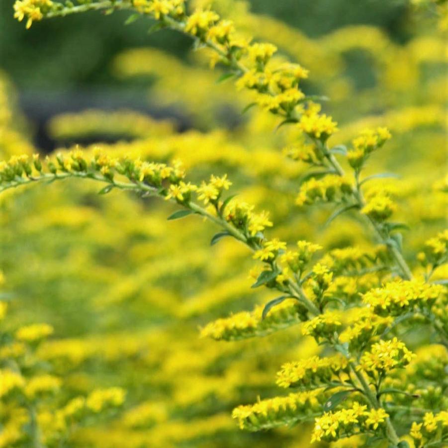 Solidago rug. 'Fireworks' - Goldenrod from Babikow Wholesale Nursery