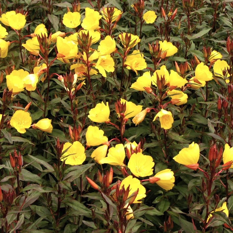 Oenothera fru. 'Fireworks' - Sundrops from Babikow Wholesale Nursery