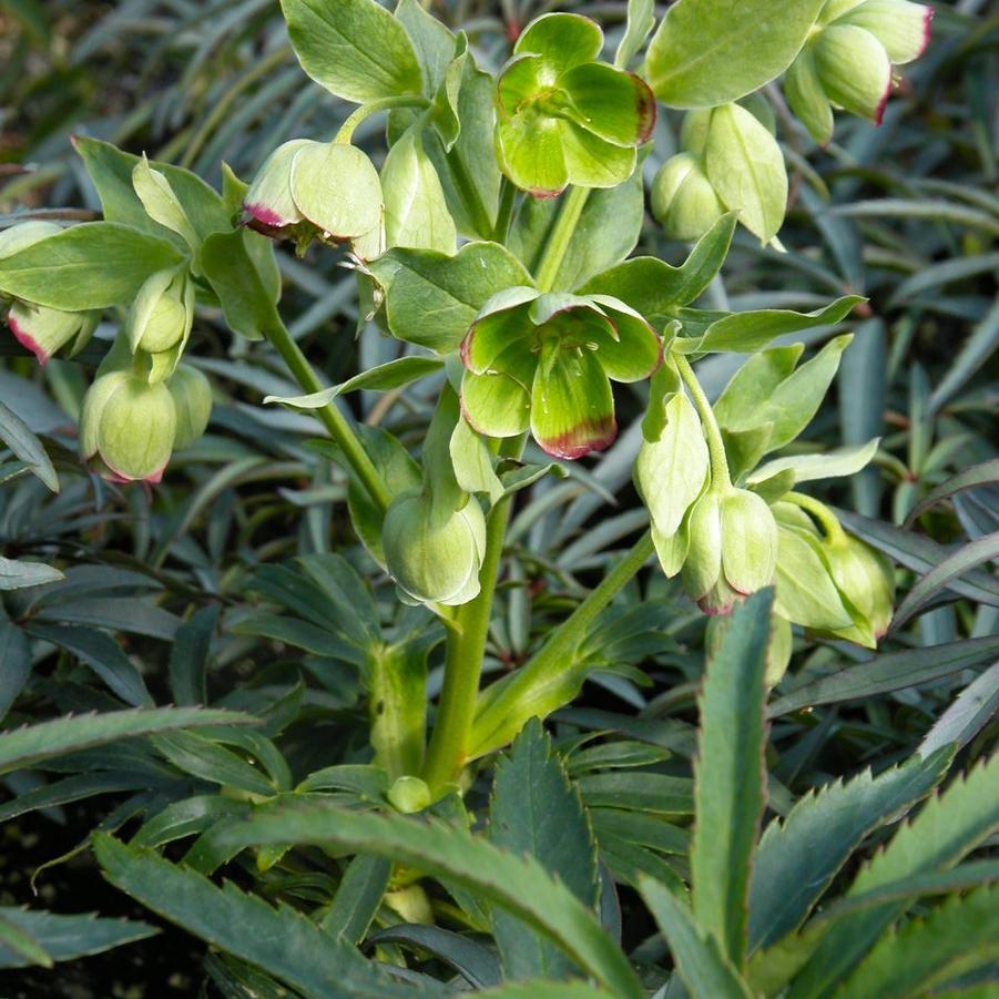 Helleborus foetidus - Bears Foot Hellbore from Babikow Wholesale Nursery