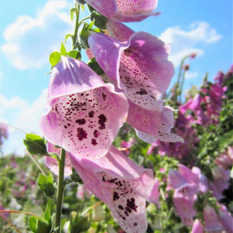 Digitalis pur. 'Foxy' - Foxglove from Babikow Wholesale Nursery